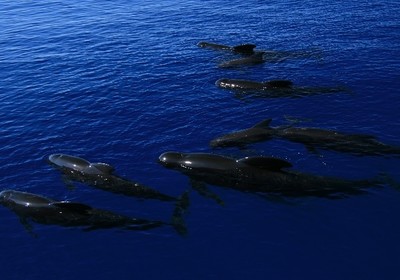 The Fastest Animals of the Sea