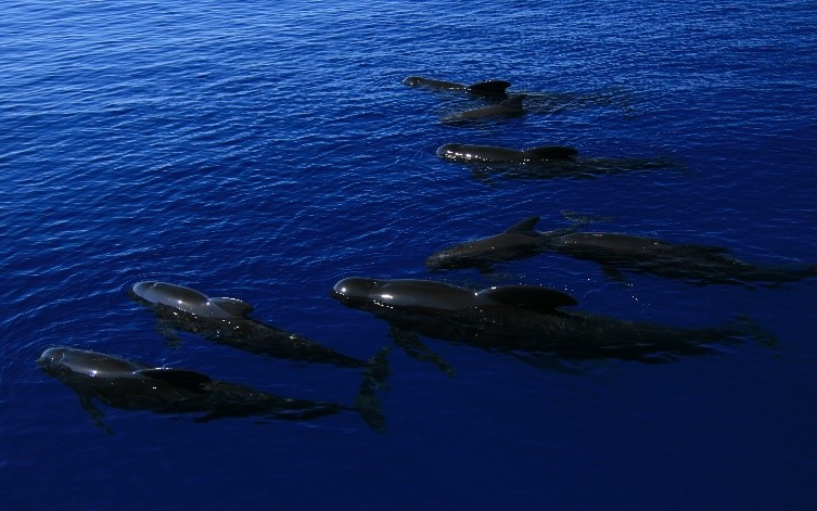 The Fastest Animals of the Sea