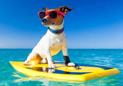 Dog Surfing and Other Animal Adventures