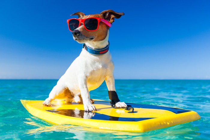Dog Surfing and Other Animal Adventures