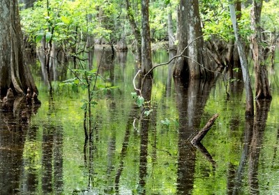 Finding the Creature from the Black Lagoon