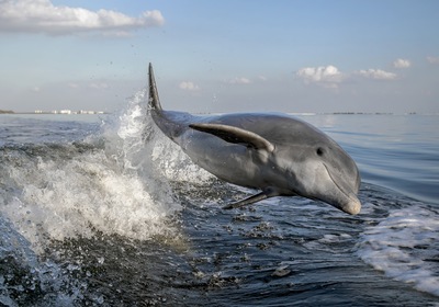 Dolphins: The Ocean’s Ultimate Wakesurfers