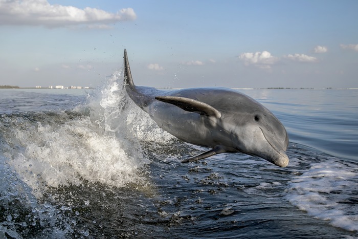 Dolphins: The Ocean’s Ultimate Wakesurfers